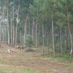 Câmara da Mealhada alerta para limpeza de terrenos