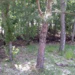 Jovens menores identificados após fogo florestal no Parque da Cidade da Mealhada