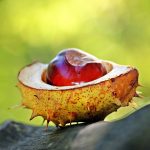 BioFestival de Outono, na Mealhada, a 9 e 10 de novembro