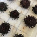 Investigadores querem tornar viável a produção de “caviar português” em aquacultura