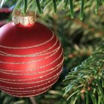 Câmara de Águeda oferece Pinheiros de Natal ecológicos