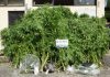 Detidos em Anadia por cultivo / tráfico de estupefacientes