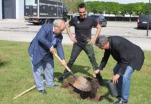 Marqueiro e Gravato plantam cedro do Bussaco nos estúdios do mágico Luís de Matos