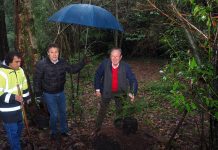 Cirurgião plástico Biscaia Fraga planta árvore no Bussaco