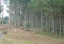 Sessões de esclarecimento sobre limpeza das florestas em Ventosa e Casal Comba