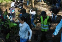 “Uma árvore pelo Bussaco” juntou mais de uma centena de participantes