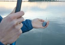 Trabalho académico mostra efeitos tóxicos das chumbeiras de pesca