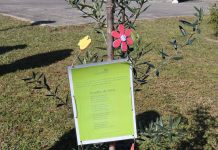 Município de Anadia planta oliveiras nas freguesias