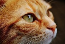 Câmara de Águeda promove o controlo de reprodução de animais errantes